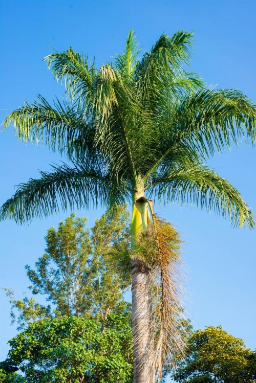 Mambo Hideaway image 34