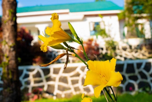 Mambo Hideaway image 38
